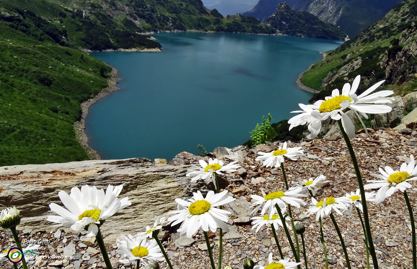 38 Margherite a picco sul Barbellino.JPG -                                